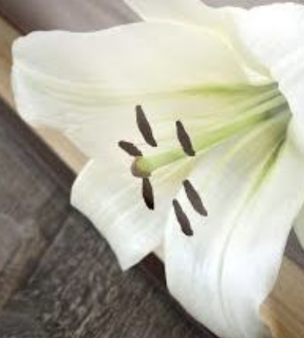 The Cardinal’s Easter Reflection 2022